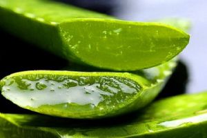 Aloe Vera Bitkisi 